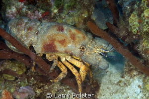 Slipper Lobster is usually out at night, but this one mad... by Larry Polster 